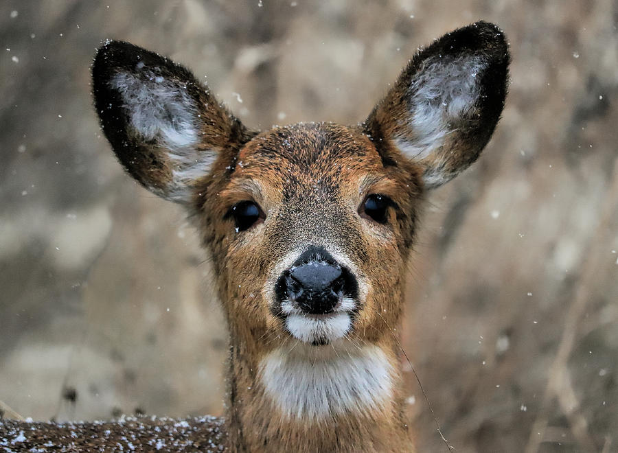 Wildlife Photograph - White-Tailed Deer by Raakesh Blokhra