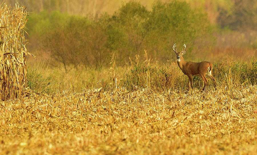 Deer Photograph - White tailed deer by Robert Smice