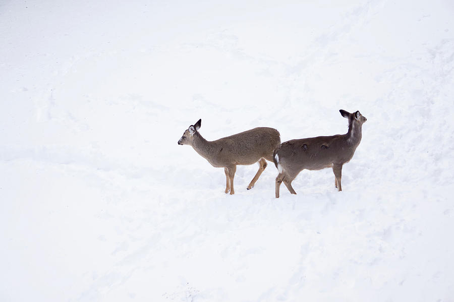 White Tailed Deer Seeking Food In Snow Photograph by Alex Grichenko
