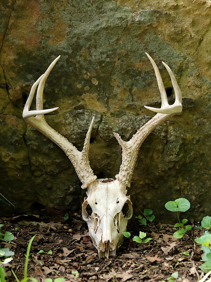 White-tailed Deer Skull in the Woods Photograph by Sheila Brown