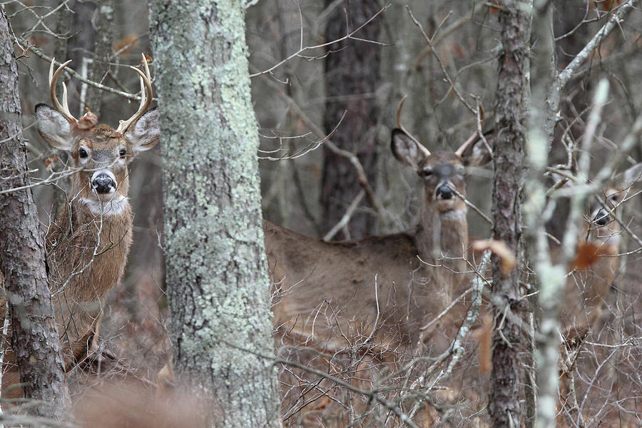 White Tailed Deer Smithtown New York Photograph by Bob Savage