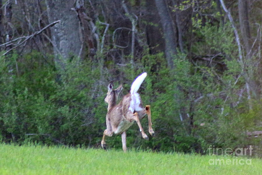 White-Tailed Deer Spring Sprint Photograph by Neal Eslinger
