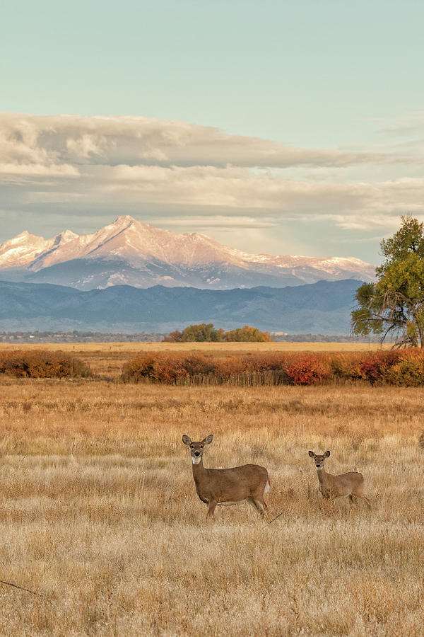 White-tailed Deer Stand in Front of the Rocky Mountains Photograph by Tony Hake