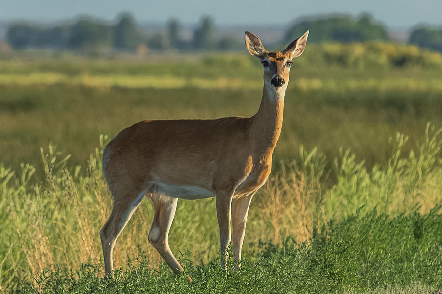 White-Tailed Doe At Dawn Photograph by Yeates Photography