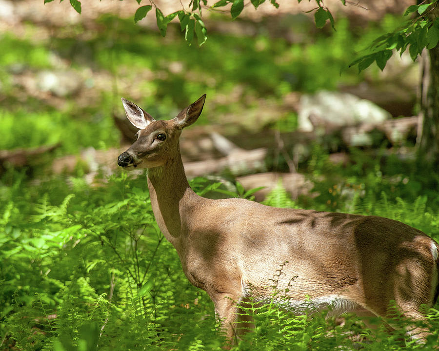 White-Tailed Doe in the Forest Photograph by Lara Ellis