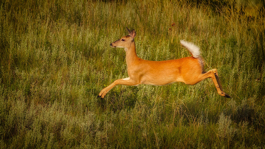 White-tailed Doe Leaping Photograph by Rikk Flohr