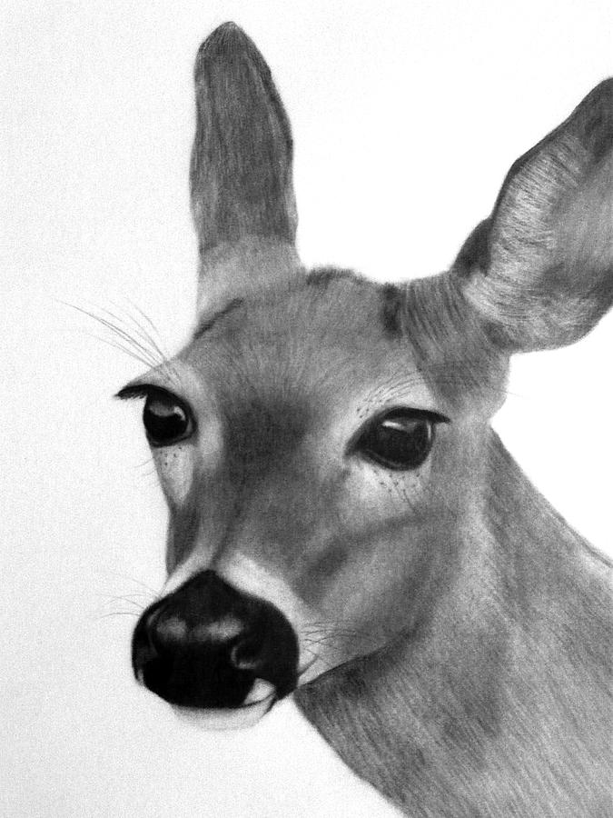 White Tailed Doe Drawing by Susan Barwell