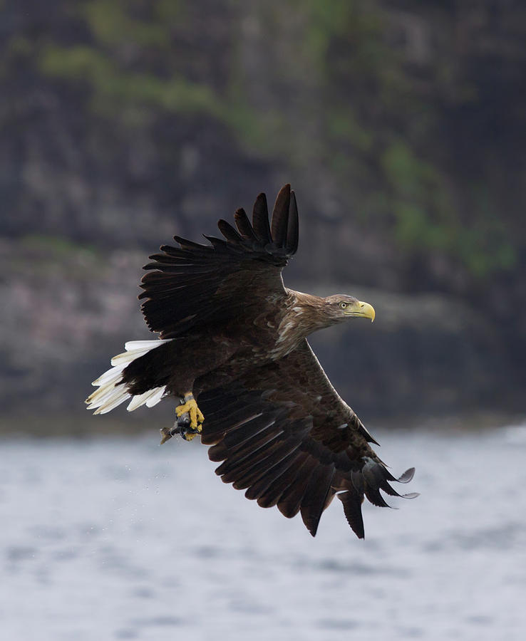 White-Tailed Eagle Against Cliffs Photograph by Pete Walkden
