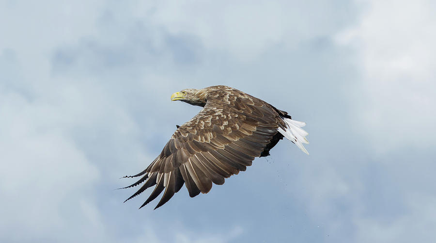 White-Tailed Eagle Against Clouds Photograph by Pete Walkden