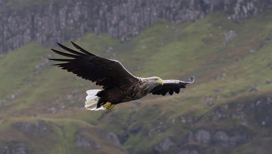 White-Tailed Eagle Approaches Photograph by Pete Walkden