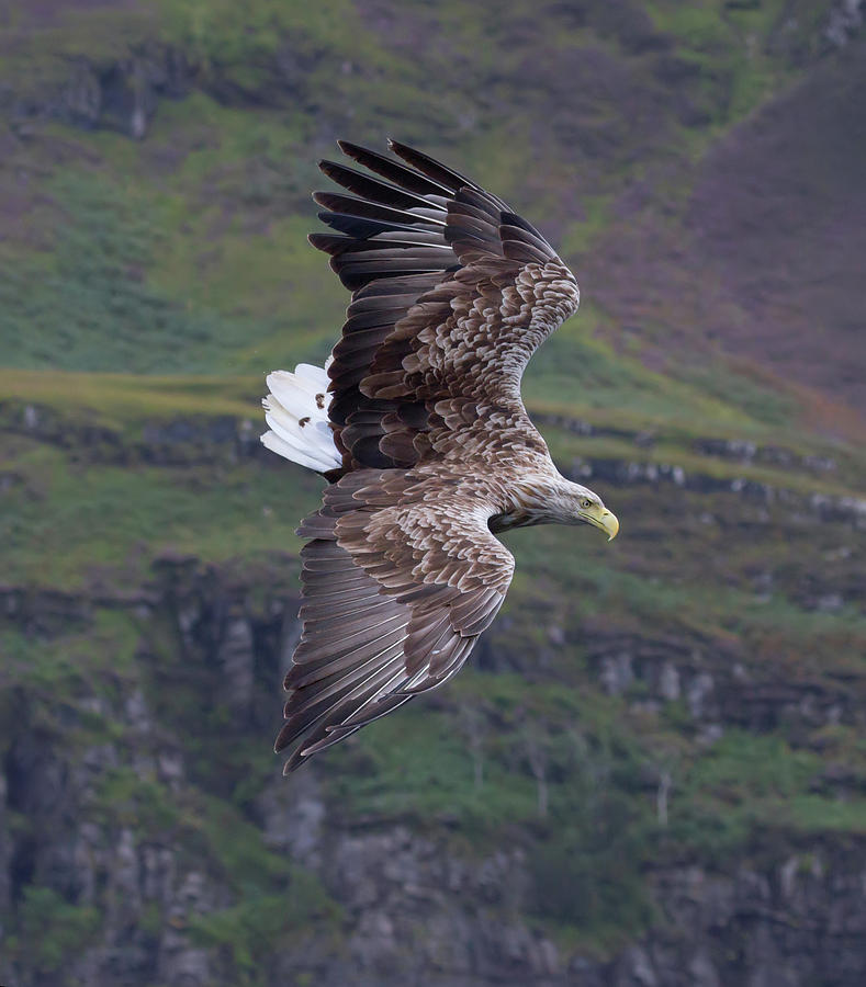 White-Tailed Eagle Banks Photograph by Pete Walkden