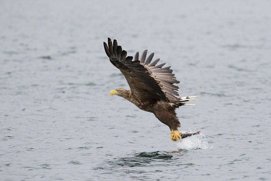 White-Tailed Eagle Catching Dinner by Karen Van Der Zijden White-Tailed Eagle Catching Dinner by Karen Van Der Zijden