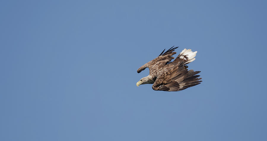 White-Tailed Eagle Diving Photograph by Pete Walkden