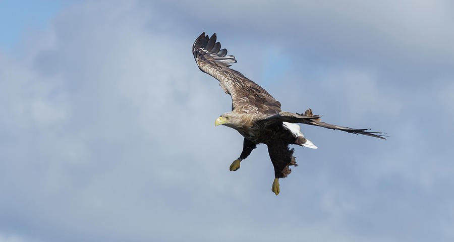White-Tailed Eagle Dropping Down Photograph by Pete Walkden