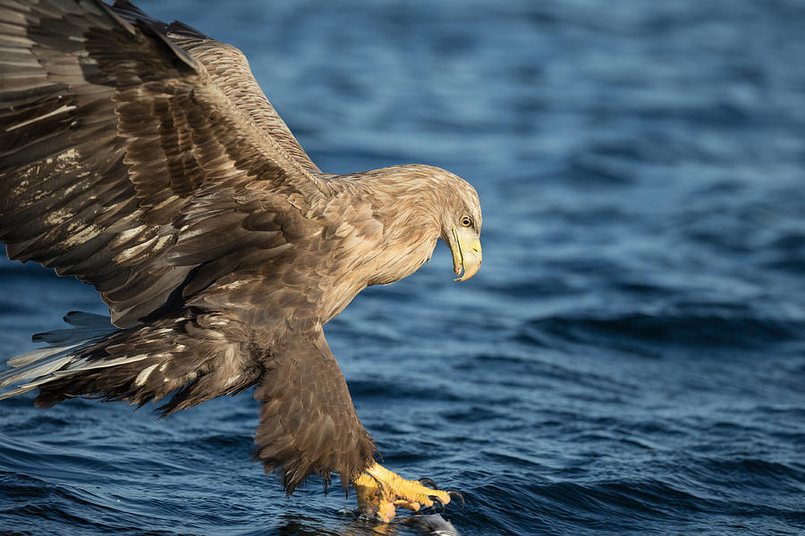 White-tailed Eagle Hunting Photograph by Andy Astbury