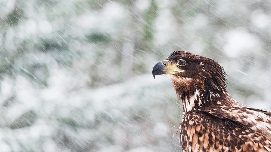 White-tailed Eagle Photograph - White-Tailed Eagle by Kolbein Svensson White-tailed Eagle Photograph - White-Tailed Eagle by Kolbein Svensson