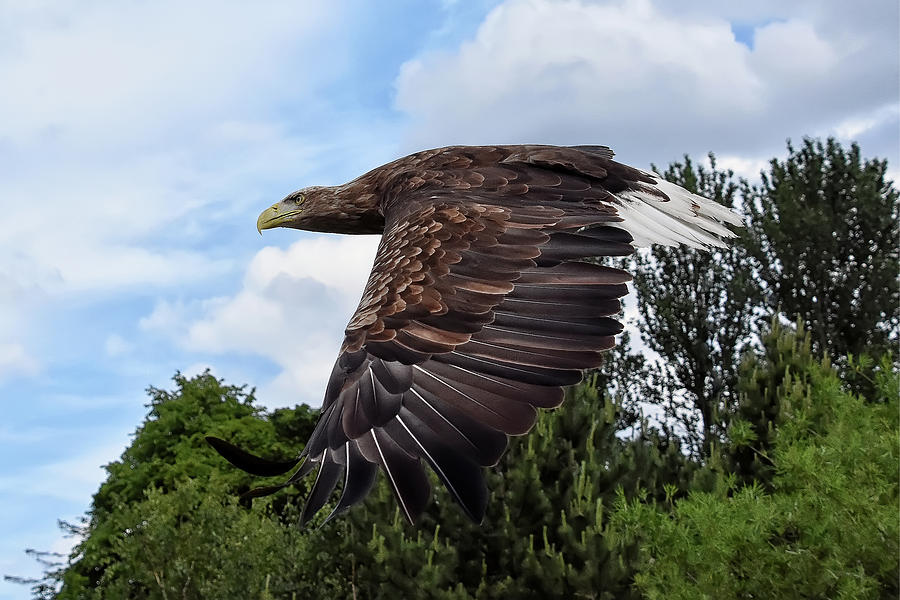White Tailed Eagle Photograph by Kuni Photography