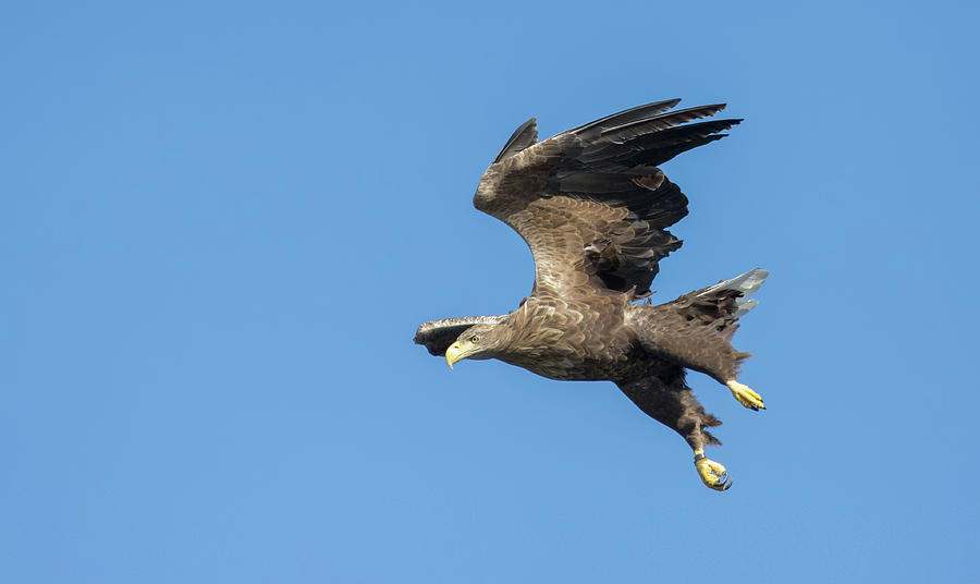 White-Tailed Eagle On A Clear Day Photograph by Pete Walkden