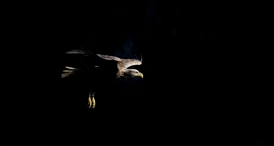 White-Tailed Eagle On Black Photograph by Pete Walkden