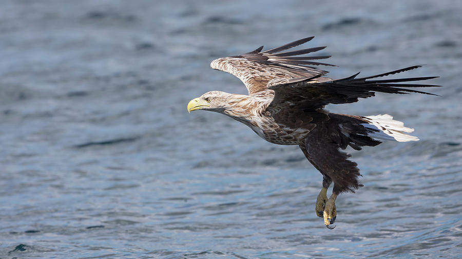 White-Tailed Eagle On Final Approach Photograph by Pete Walkden