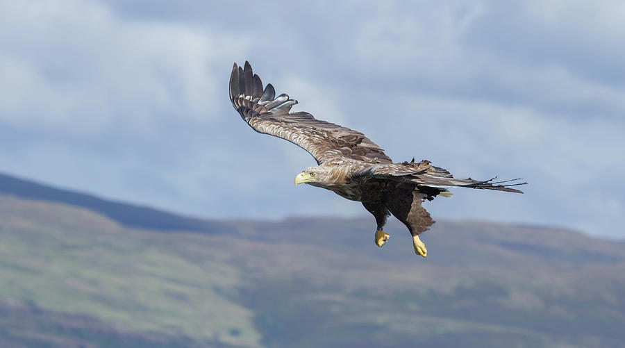 White-Tailed Eagle On Mull Photograph by Pete Walkden