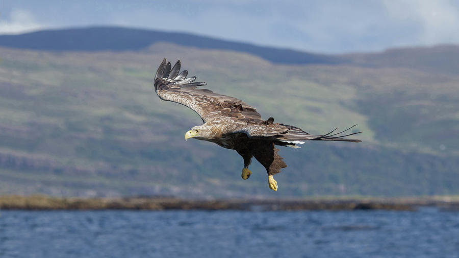 White-Tailed Eagle Over Loch Photograph by Pete Walkden