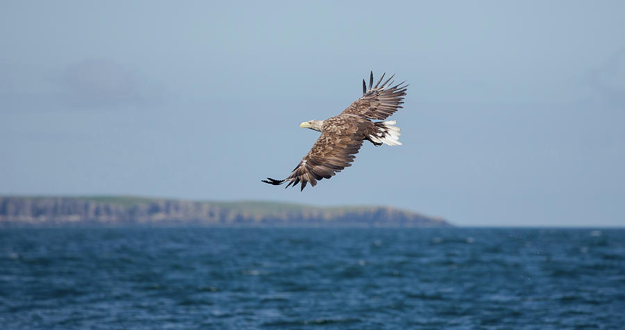 White-Tailed Eagle Over The Sea Photograph by Pete Walkden
