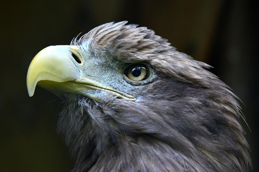 White-tailed eagle Photograph by Taavo Kuusiku - Fine Art America