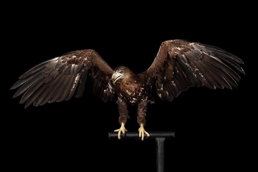 White-tailed Eagle Photograph by Sergey Taran