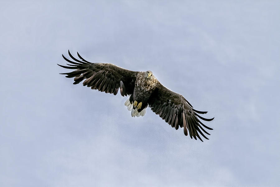 White Tailed Eagle soaring above Mull Scotland Photograph by Mr Bennett ...