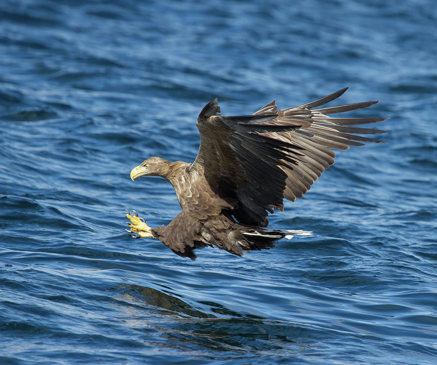 White-Tailed Eagle Taking Fish Photograph by Pete Walkden