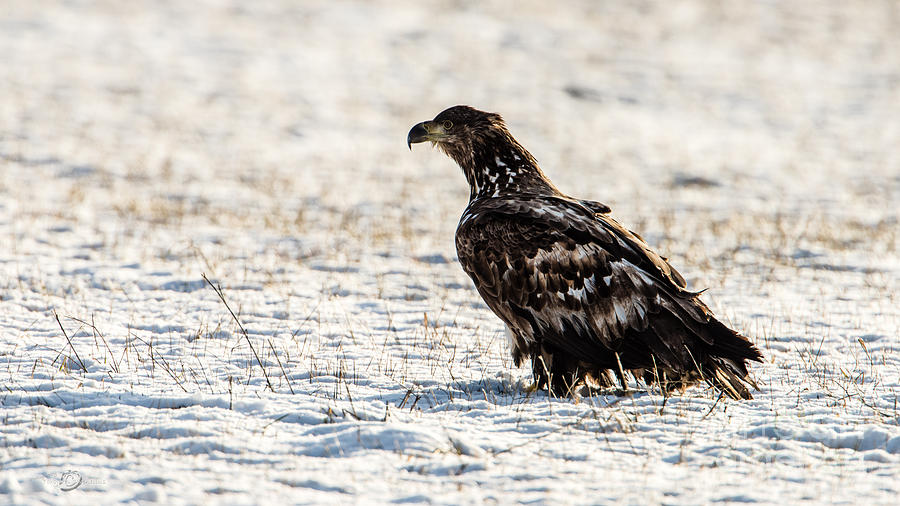 White-tailed Eagle Photograph by Torbjorn Swenelius