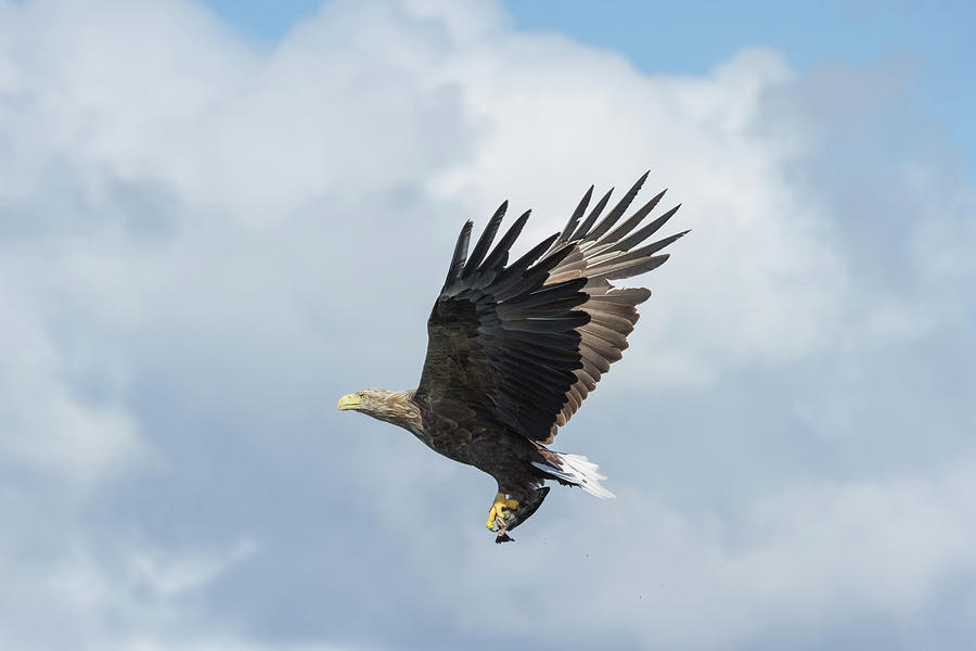 White-Tailed Eagle With Fish Photograph by Pete Walkden