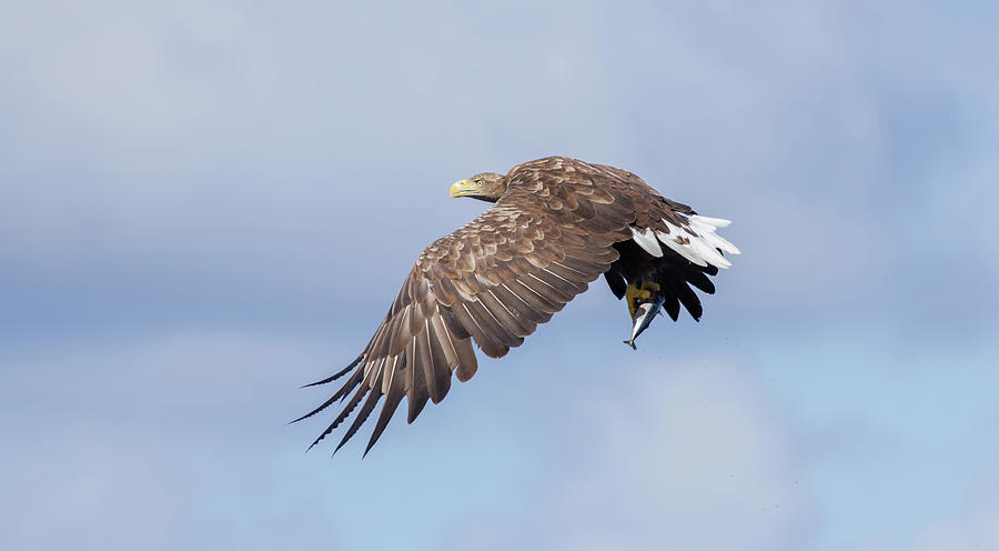 White-Tailed Eagle With Lunch Photograph by Pete Walkden