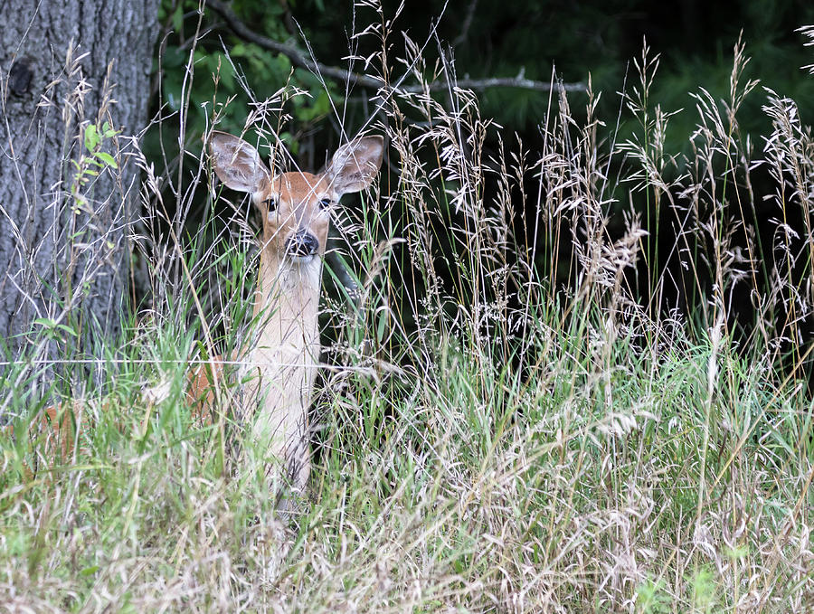 White-tailed Fawn 2017-2 Photograph by Thomas Young