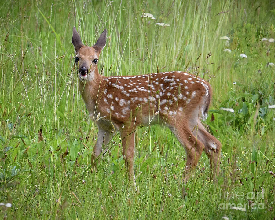 White Tailed Fawn Photograph by Amy Porter