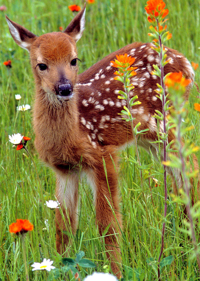Wildlife Photograph - White-tailed Fawn by Larry Allan