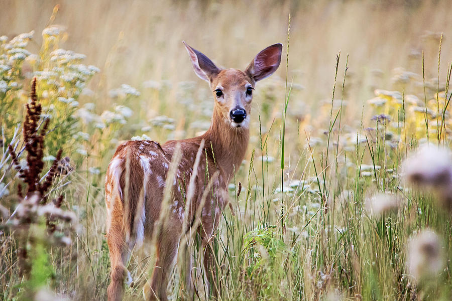 White Tailed Fawn Photograph by Sandra Barbour - Fine Art America