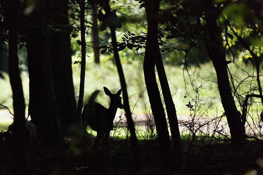 White-tailed Fawn Silhouetee Photograph by Erin Cadigan