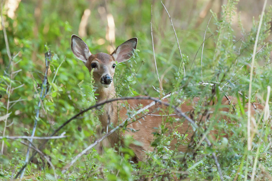 White-tailed Female Fawn  Photograph by Erin Cadigan