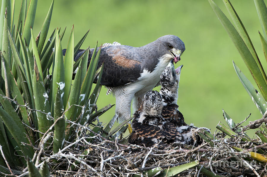 White-tailed Hawk Feeding Chicks Photograph by Anthony Mercieca