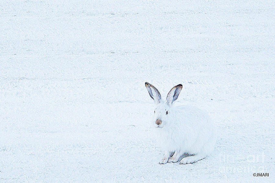 White-tailed Jack Rabbit  Photograph by Jacquelinemari