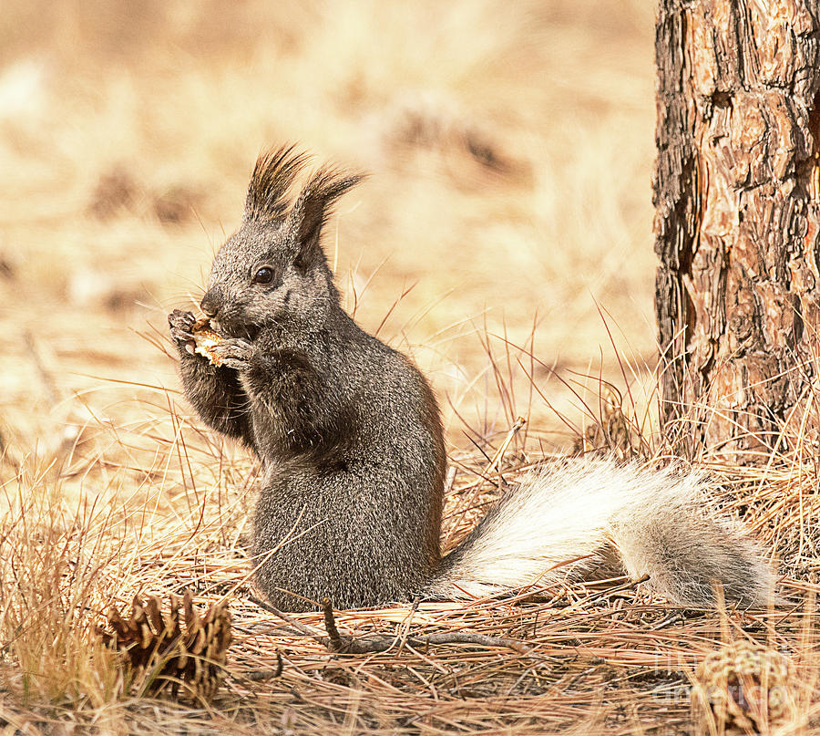 White Tailed Kaibab Squirrel Photograph by Dennis Hammer
