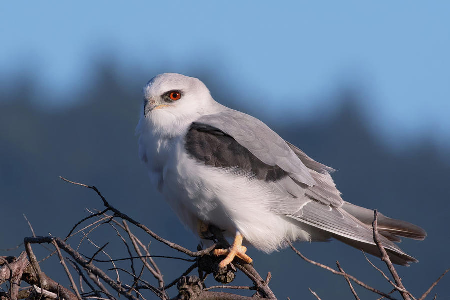 White Tailed Kite Taking a Break from the Hunt Photograph by Kathleen Bishop