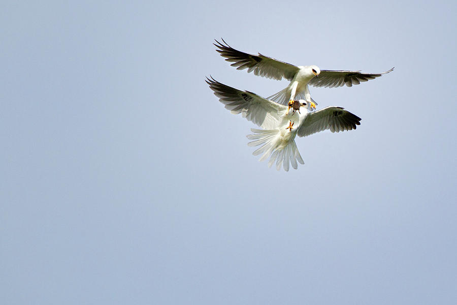 White-Tailed Kites Food Exchange Photograph by Susan Gary