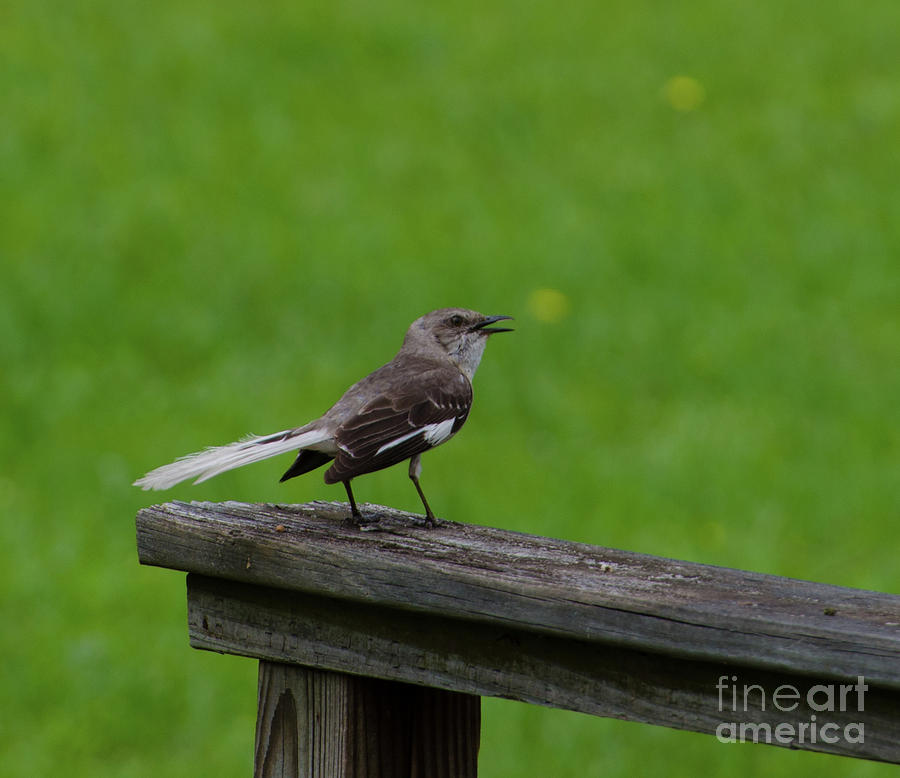 White Tailed Mocking Bird Photograph by Donna Brown