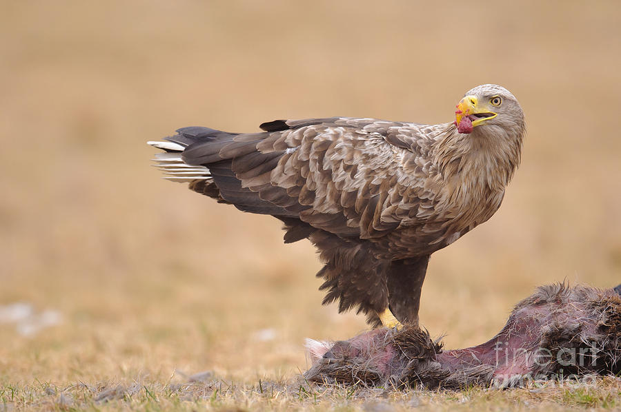 White-tailed Sea Eagle Photograph by Dr. Rainer Herzog