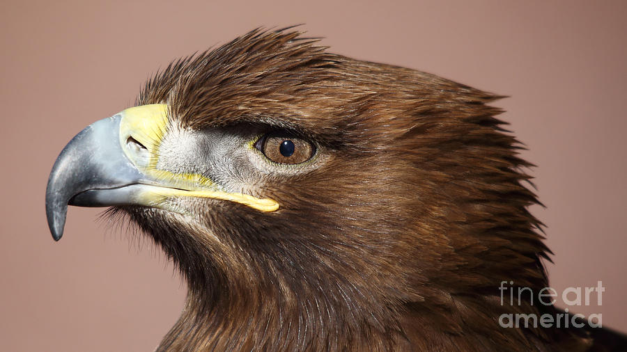 White-tailed Sea Eagle Photograph by Maria Gaellman