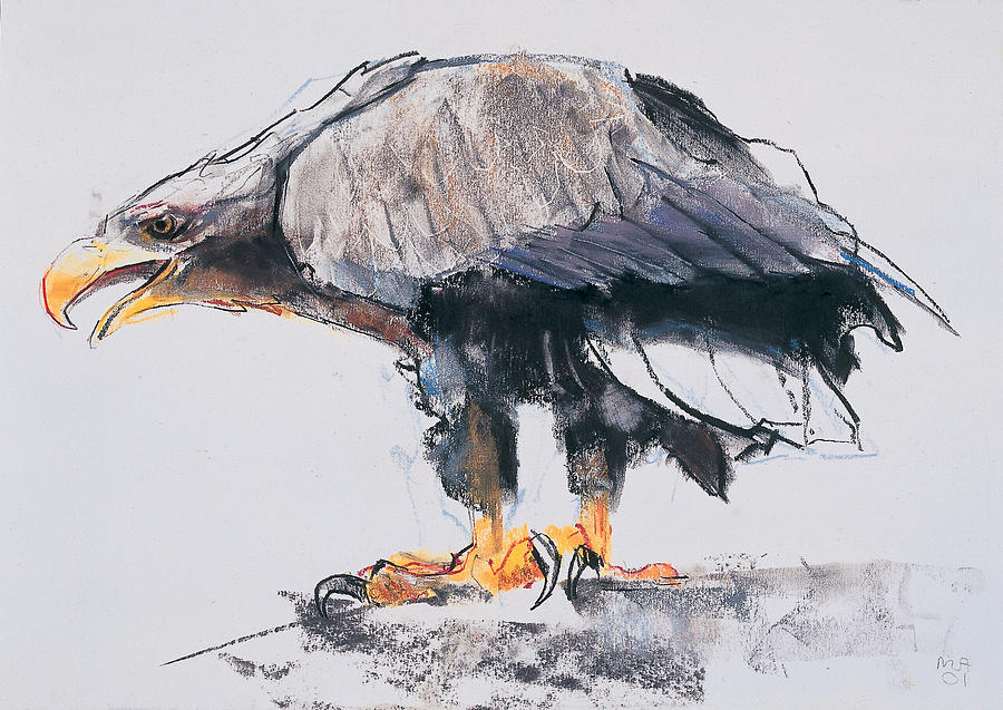 White tailed Sea Eagle Painting by Mark Adlington