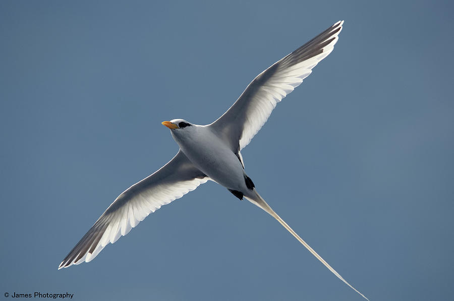 White-tailed Tropicbird Photograph by James Petersen